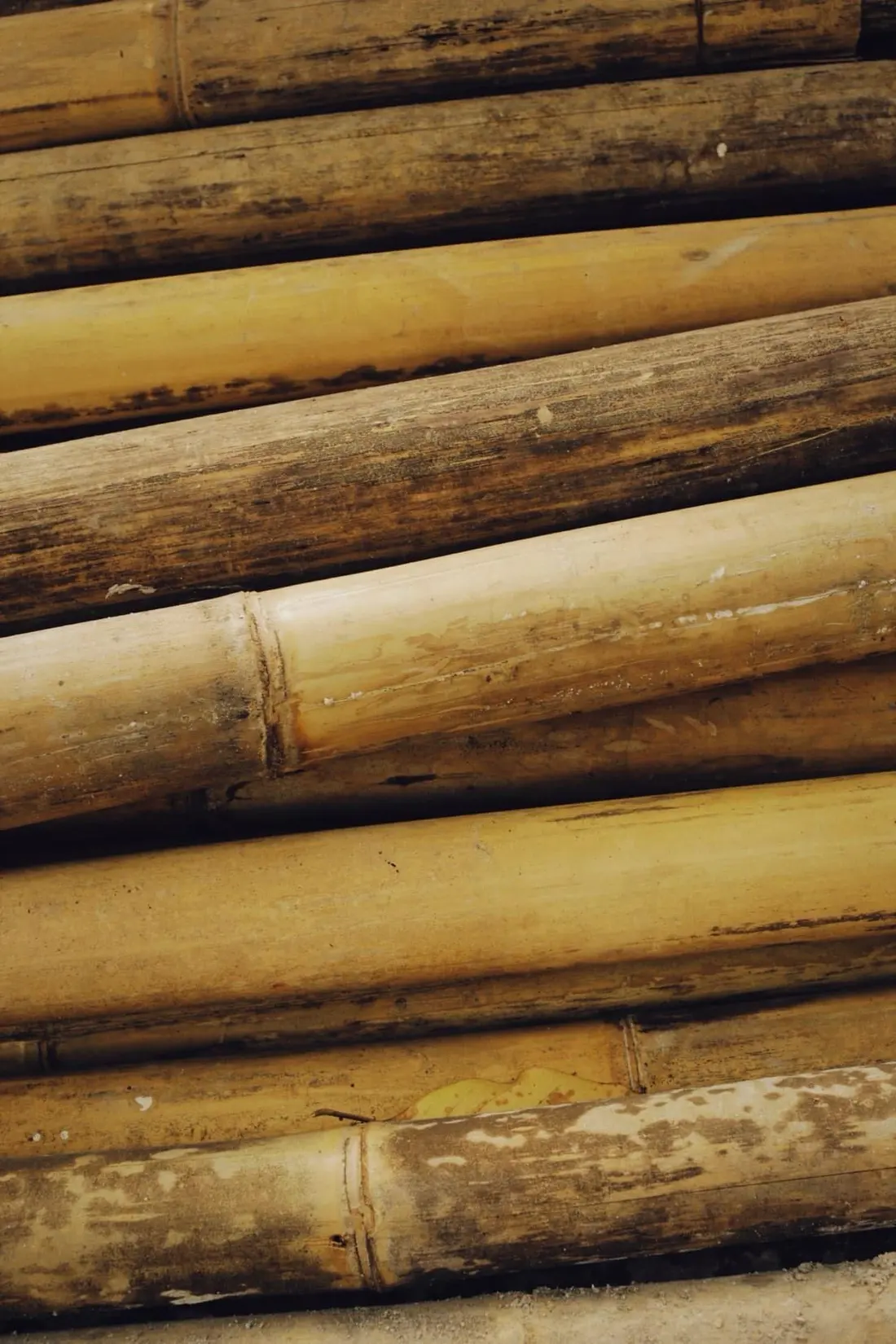 Bundled natural bamboo culms supplied by Agrivana Exim