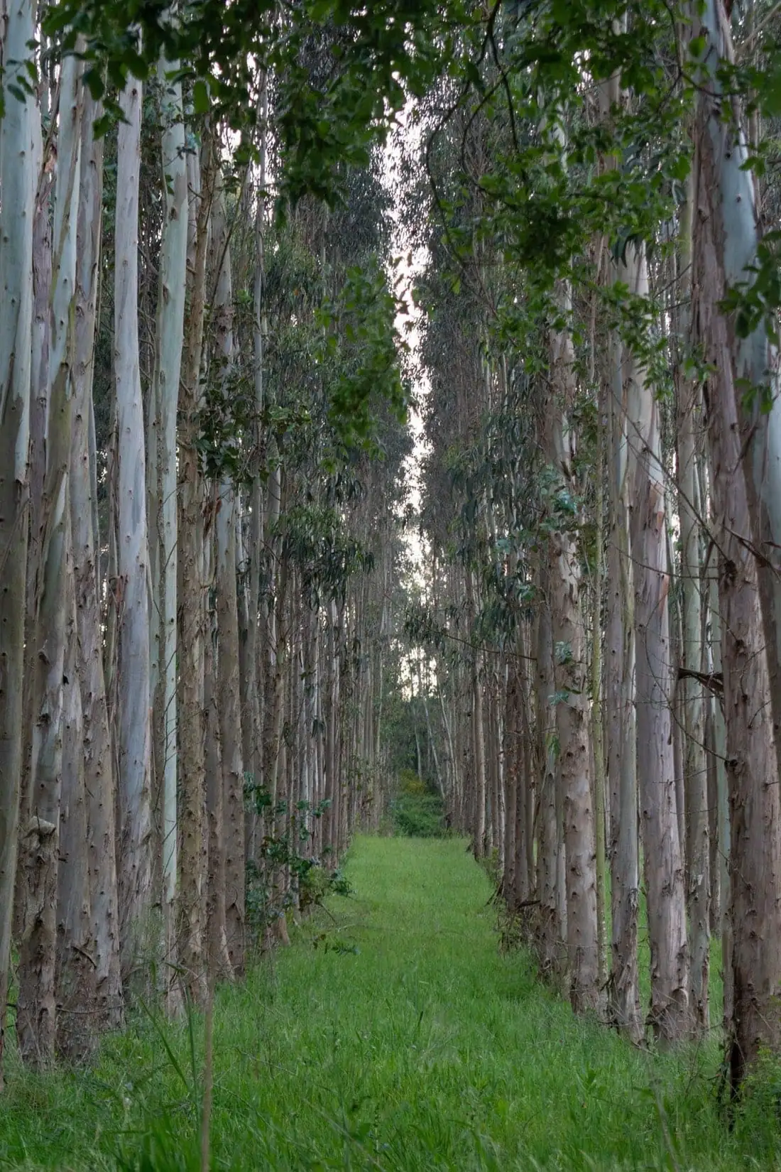 Tall straight casuarina trees grown for natural wooden poles