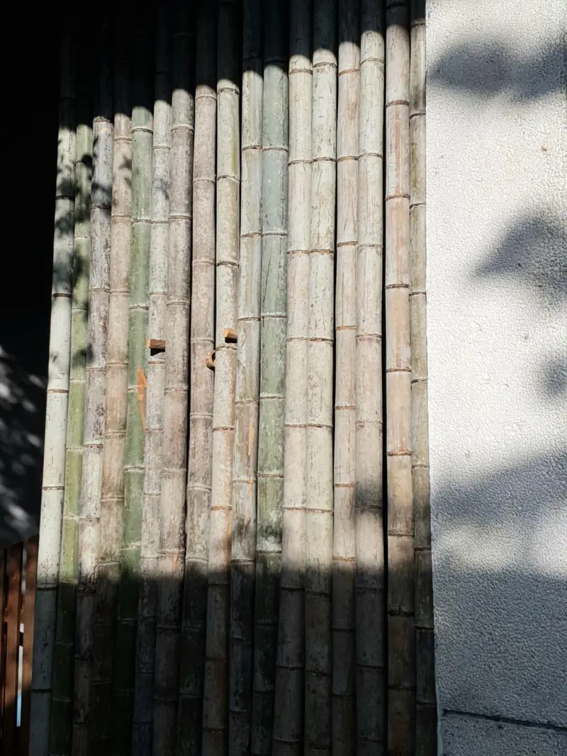 Close view of natural bamboo culms