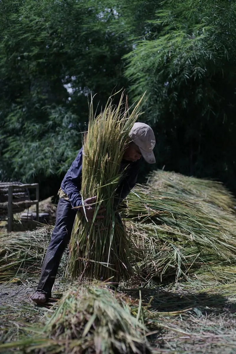 A farmer gathering natural material by hand