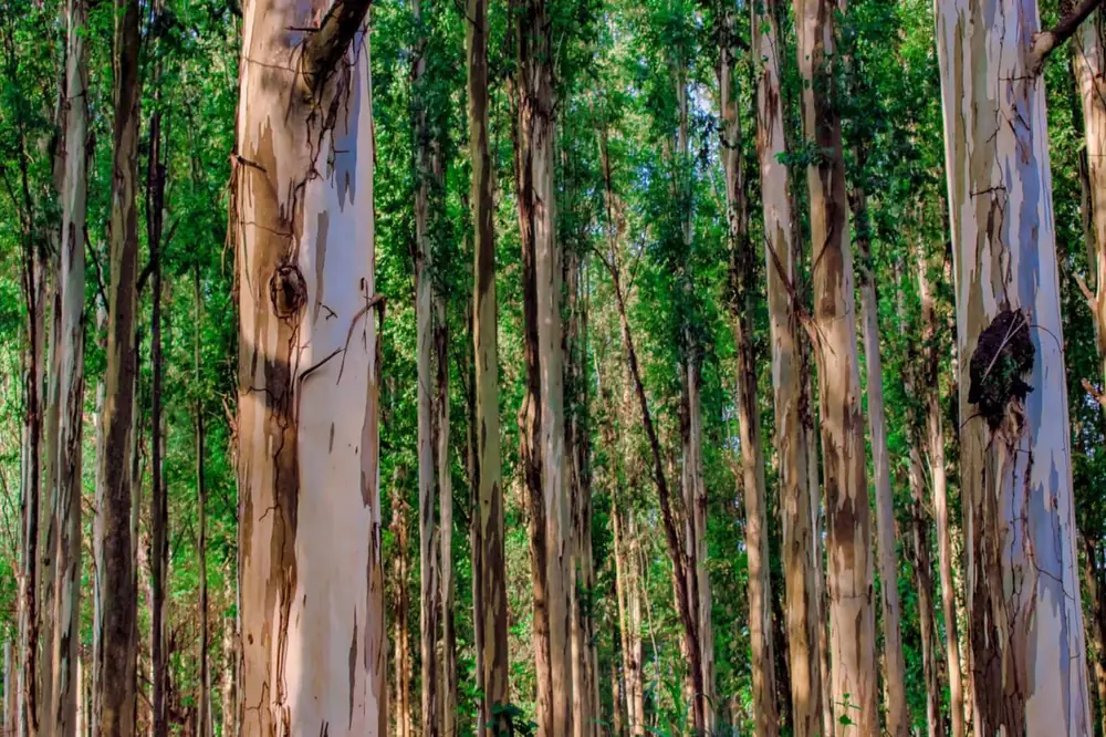 Plantation of tall straight trees grown for natural wooden poles